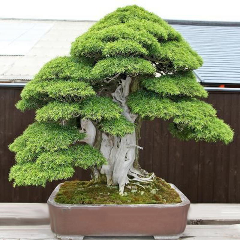 True Sacred Japanese Cedar Semillas Bonsai Seedsfessional Pack 20 Pcs ...