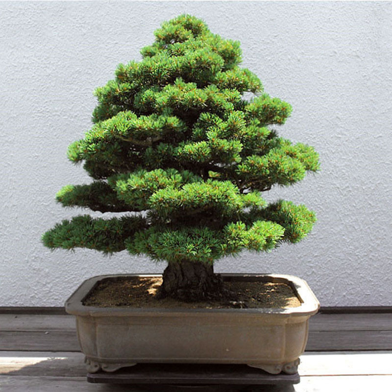20Pcs Seltene Heilige der japanischen-Zeder Semillas Bonsai Pflanzensamen N V5T7