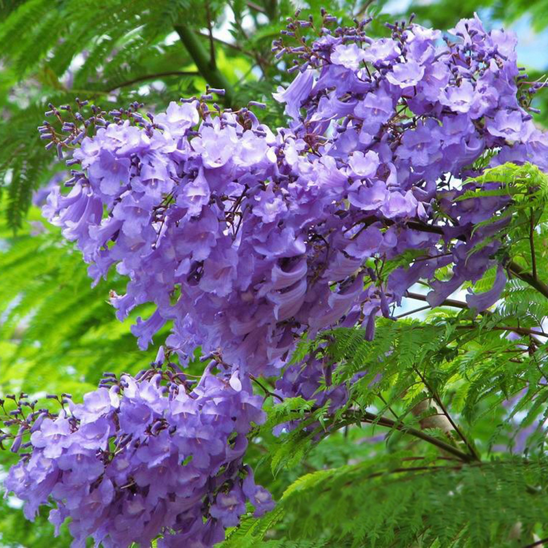 jacaranda tree plant flower garden mimosifolia blue ornamental seeds 50pc decor 50pcs amazing mabangapp ebay