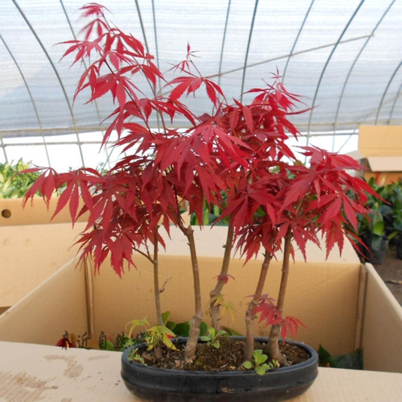 20pc Rare Beautiful Red Maple Pflanzen Samen Red Maple Bonsai-Baum Neu·