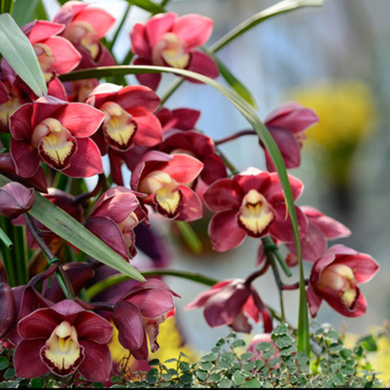 100X Rare Cymbidium-Orchidee Indoor Topf Orchideen-Blumen-Pflanzen-Samen de`.,`~
