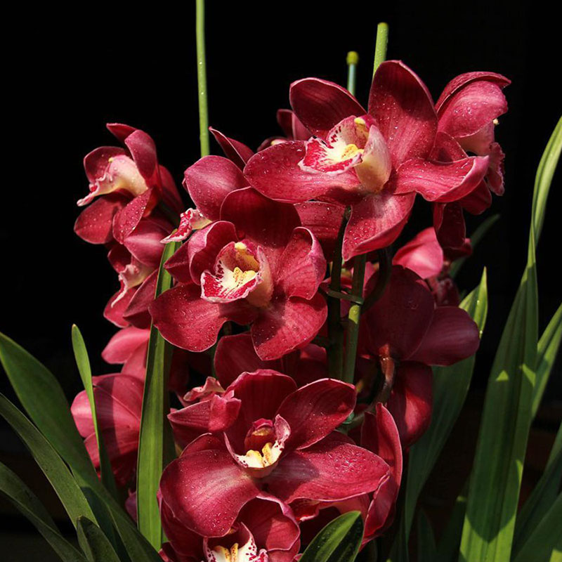 100X Rare Cymbidium-Orchidee Indoor Topf Orchideen-Blumen-Pflanzen-Samen de`.,`~