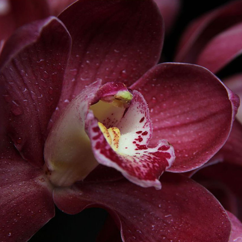 100X Rare Cymbidium-Orchidee Indoor Topf Orchideen-Blumen-Pflanzen-Samen de`.,`~