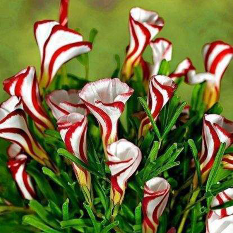 100Pcs Oxalis Versicolor Flowers Seeds Rare For Garden 100Pcs Oxalis Versicolor Flowers Seeds Rare For Garden