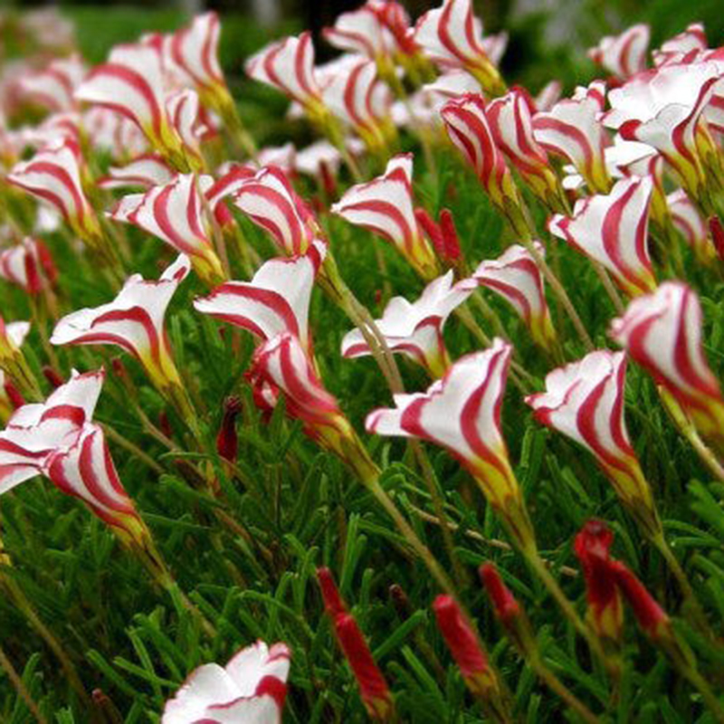100Pcs Oxalis Versicolor Flowers Seeds Rare Flowers For Garden & Home ...