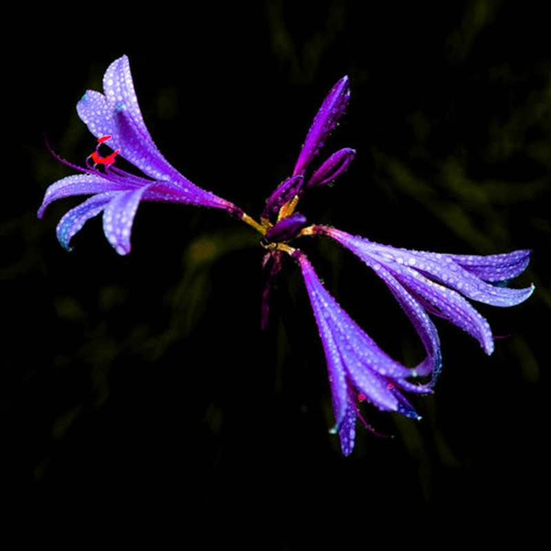 2 X Neu Lila Amaryllis Lampen Schöne Bonsai Blumen Hausgarten Decor Lampen w