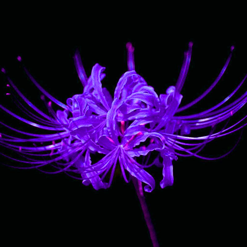2Pcs Purple Amaryllis Bulbs Beauty Bonsai Flowers Seeds Home Garden ...