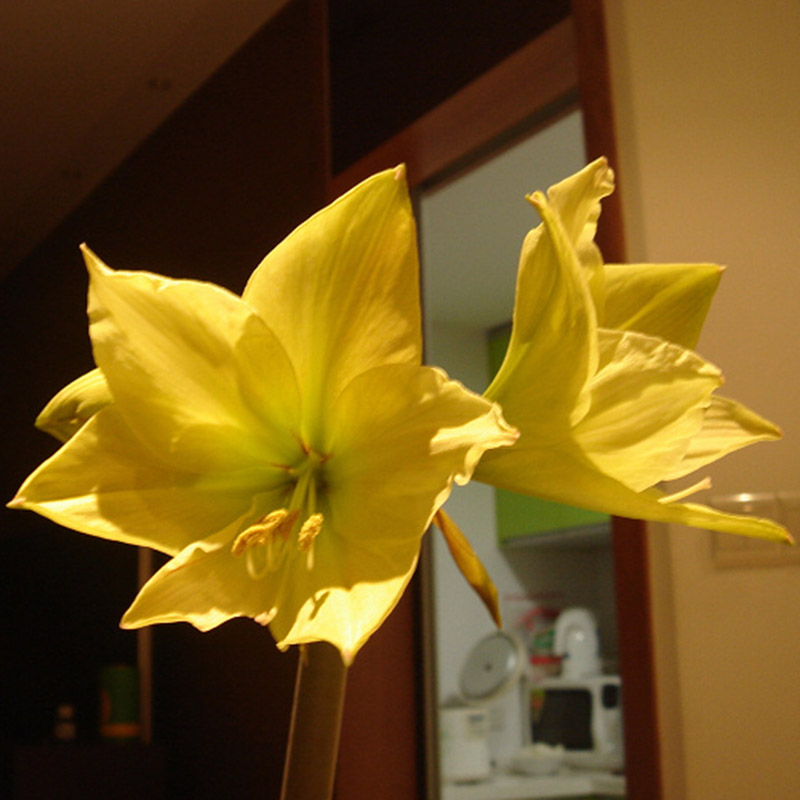 2x White Yellow Sunrise Amaryllis Bulbs Hippeastrum Bulbs Home Garden