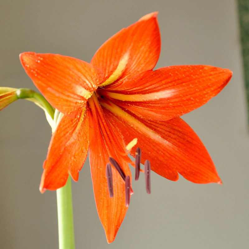 Лилия красно оранжевая