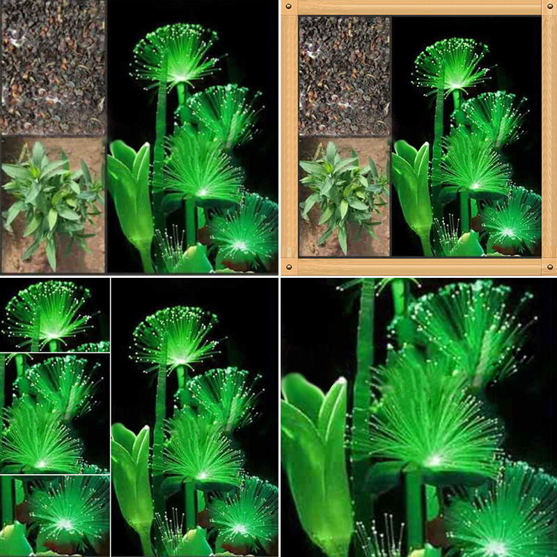 100pcs Rare Emerald Fluorescent Flower seeds Night Light