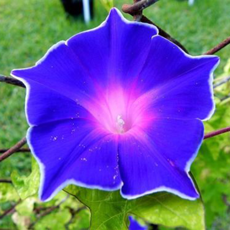 100Pcs Beauty Color Rare Morning Glory Seeds Blue Picotee Seeds Garden ...