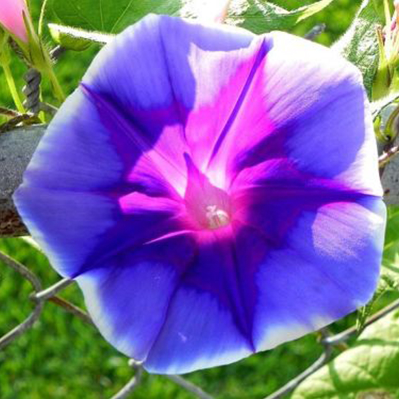 100Pcs Beauty Color Rare Morning Glory Seeds Blue Picotee Seeds Garden ...