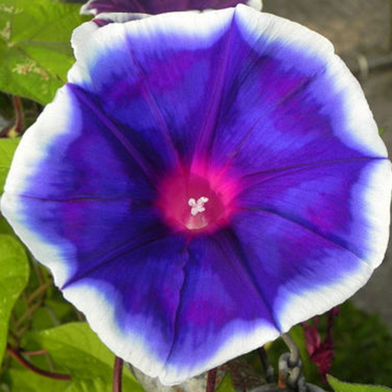 100Pcs Beauty Color Rare Morning Glory Seeds Blue Picotee Seeds Garden ...