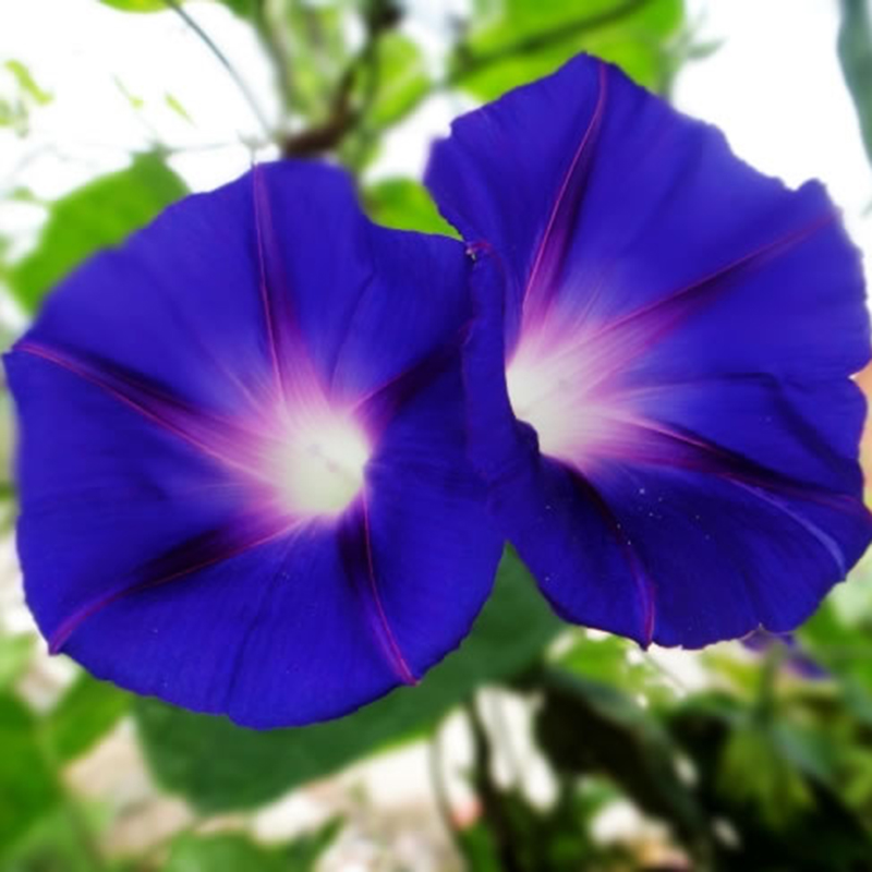 100Pcs Beauty Color Rare Morning Glory Seeds Blue Picotee Seeds Garden ...