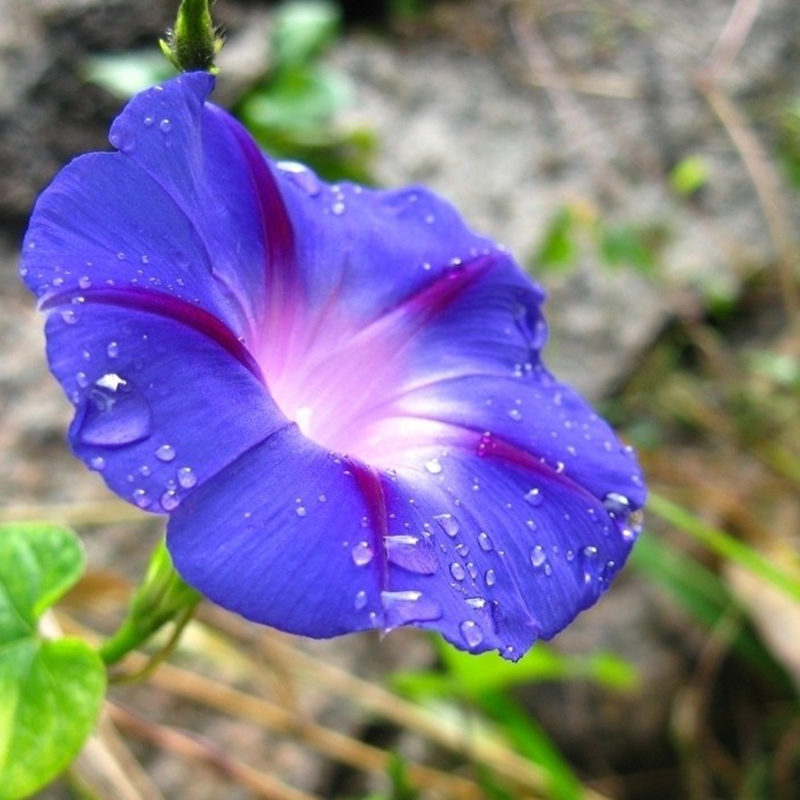 100Pcs Beauty Color Rare Morning Glory Seeds Blue Picotee Seeds Garden ...