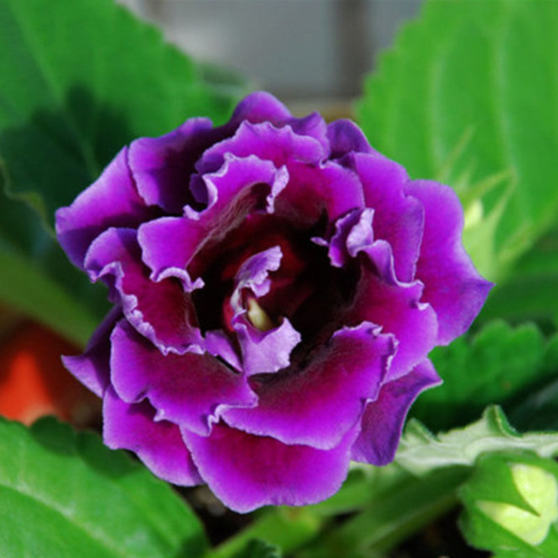 100 pcs Beauty Purple Gloxinia Seeds Flowering Plants Sinningia ...