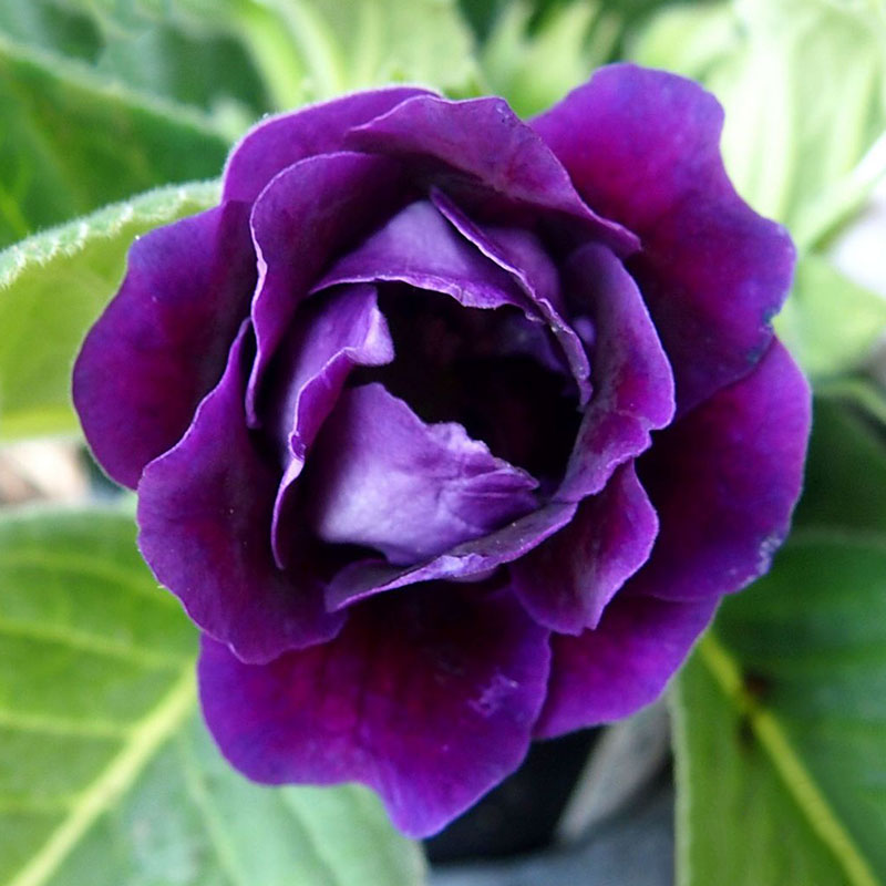 100PCS Purple Gloxinia Sinningia Speciosa Flower Plant Seeds Beautiful ...