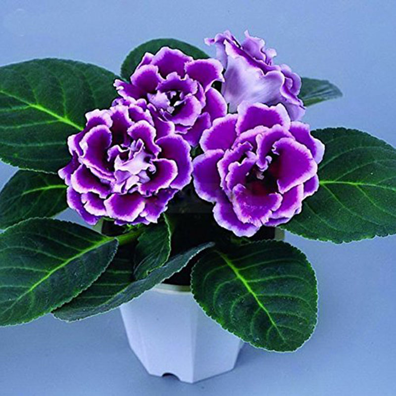 100 pcs Beauty Purple Gloxinia Seeds Flowering Plants Sinningia ...