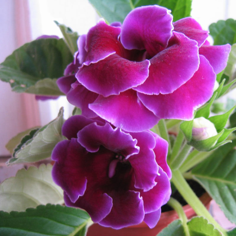 Purple Gloxinia Seeds Flowering Plants Sinningia Speciosa Bonsai 100 ...