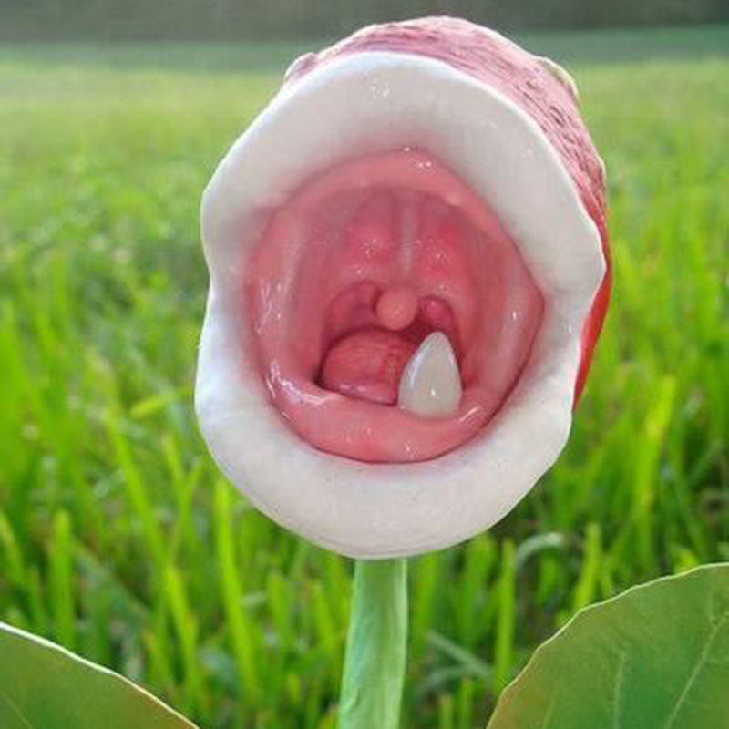 Rare InsectCatching Plant Enchantress Carnivorous Pot