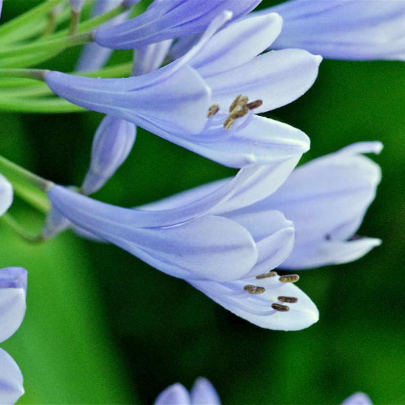 50pcs Blue Rare Lily Flower Seeds Planting Plants Lilium Perfume Garden