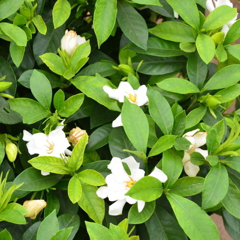 100pcs GARDENIA JASMINE Jasminiodes White Shrub Aromatic ...