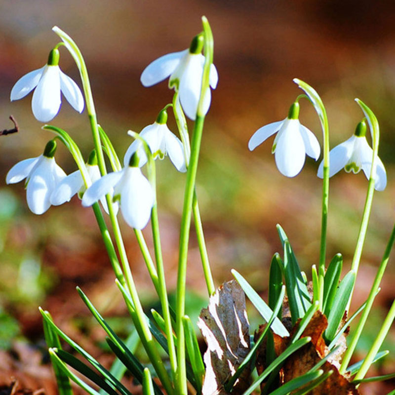 200pcs Galanthus Nivalis Seeds Common Snowdrop Flower Freezing Plants ...