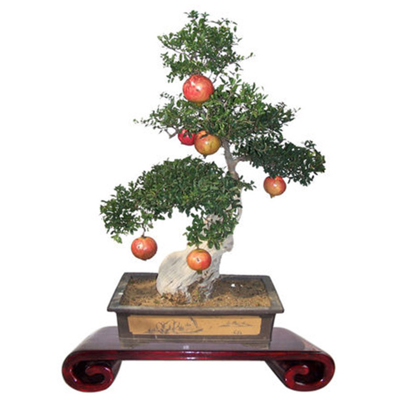 20pcs/lot,bonsai pomegranate seeds very sweet Delicious fruit ...