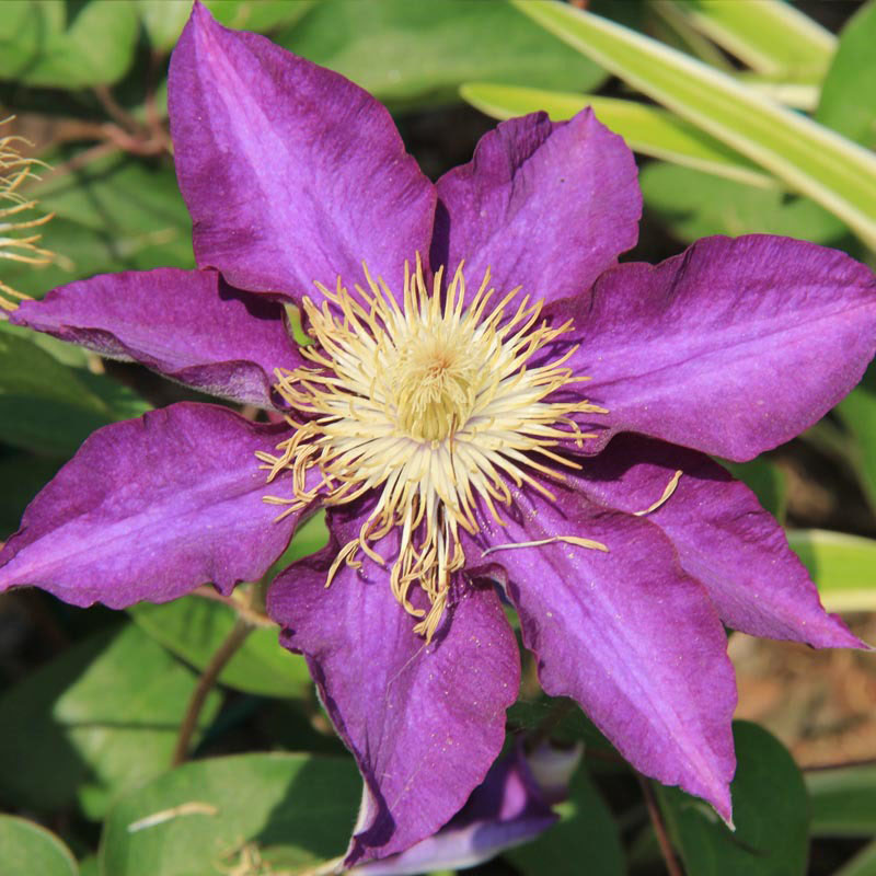 100pcs Clematis Seeds Flower Plant Seeds Home and Garden Seeds Colors ...