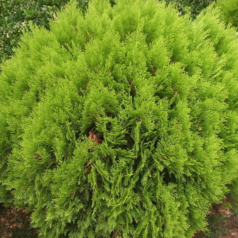 100X Arborvitae Siberian Carpet Cypress Arborvitae Tree Seeds Garden ...