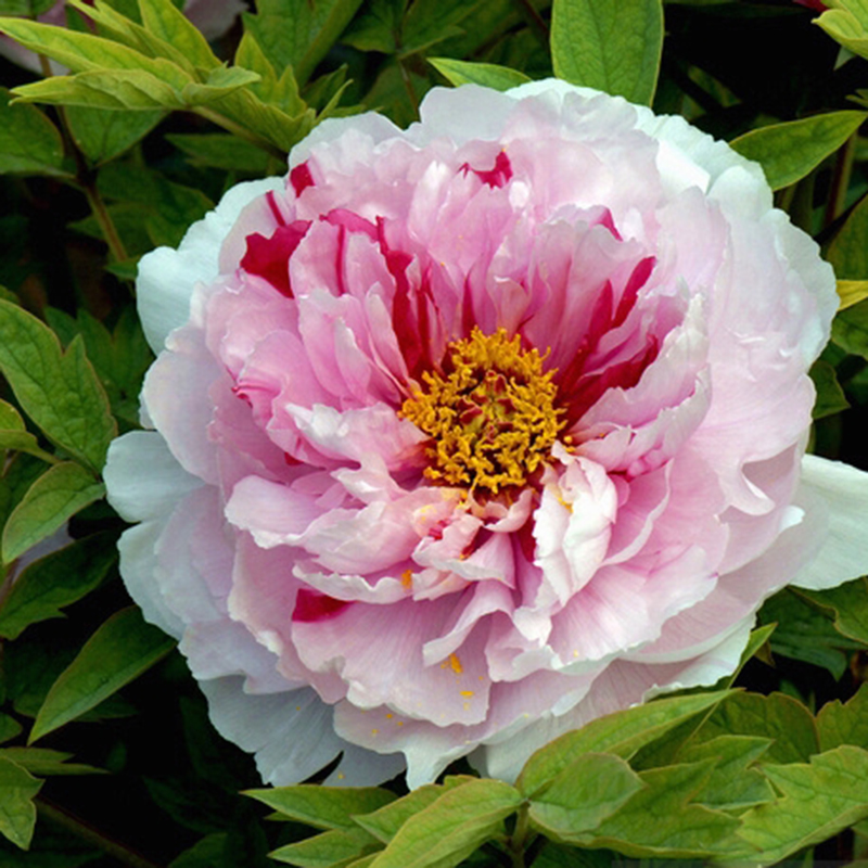 10pcs Rare Double Color Pink Flower China's Peony Seeds Peony Tree ...