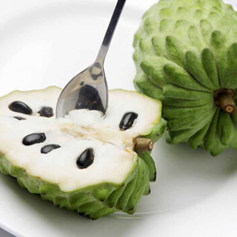 20 Samen Soursop Annona muricata Cherimoya Zuckerapfel Obst Annona Samen \` B4Q2