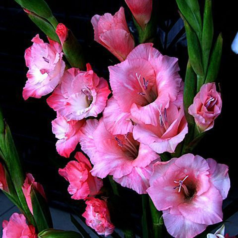 2X Mixed Colour Gladiolus Giant Flower Bulbs Summer Garden