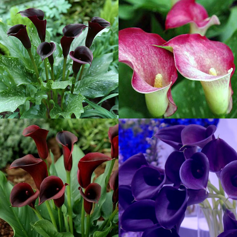2Pc Bulbs True Calla Lily Bulbs Calla Bulbs Not Calla Lily Seed Flower Root A9Z2 eBay