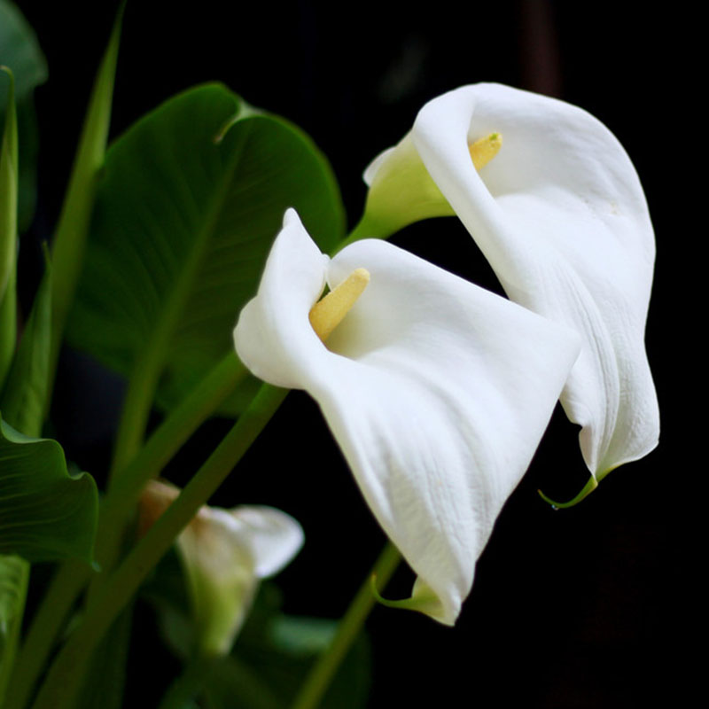 2pcs Rare Colorful Calla Lily Bulbs Flower Roots (It is not seed ...