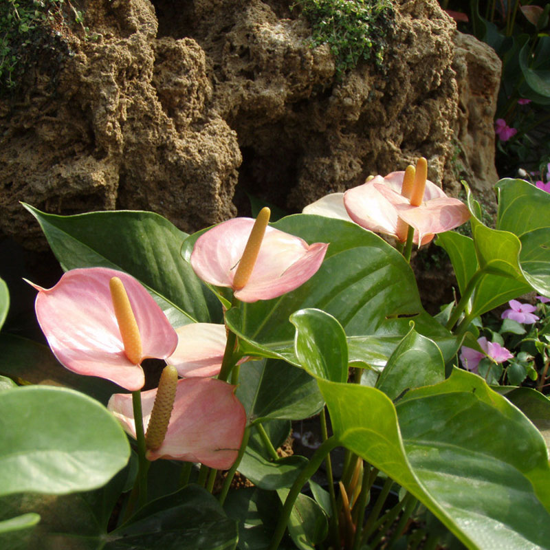 2Pc Bulbs True Calla Lily Bulbs Calla Bulbs Not Calla Lily Seed Flower