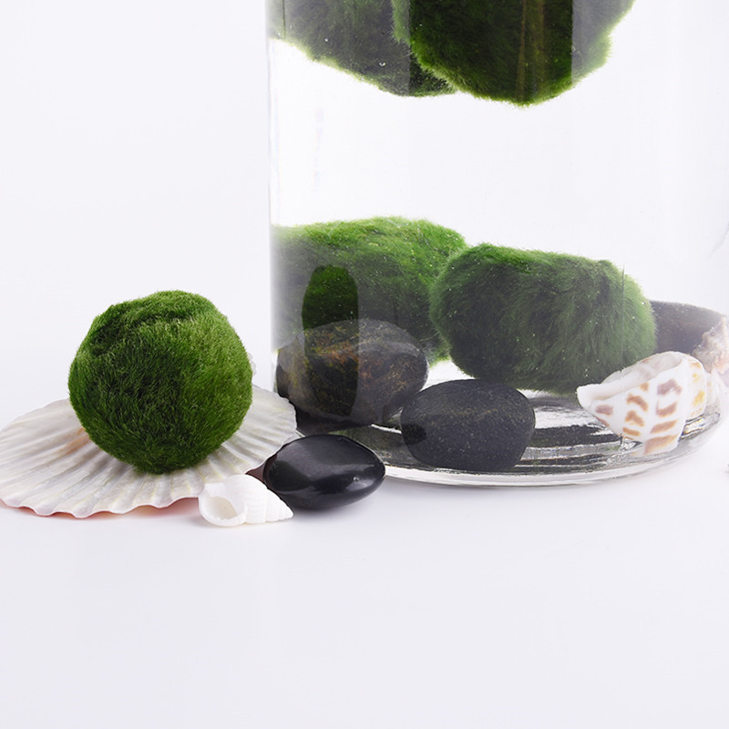 NEW Marimo Moss Balls Live Aquarium Plant Algae Fish Shrimp Tank