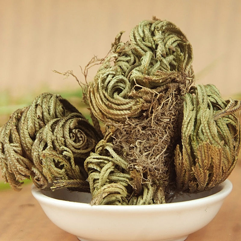 Air Fern Spike Moss Atemberaubende Auferstehung Pflanze Rose Jericho Plant DE