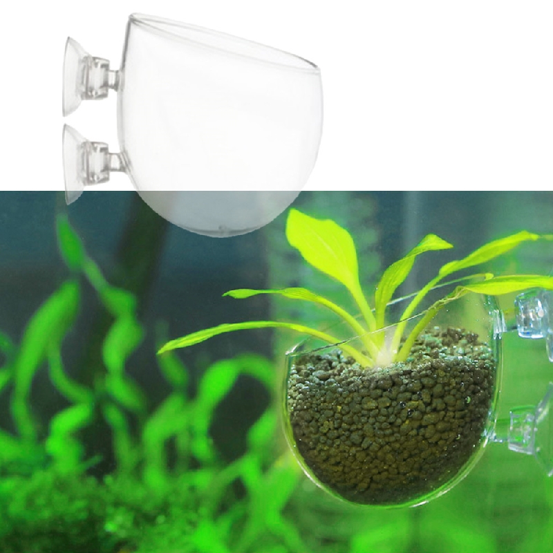 Buy Aquatic Plant Glass Cup Pot for Aquarium Aquascaping Fish Tank Crystal Holder with 2 Suckers