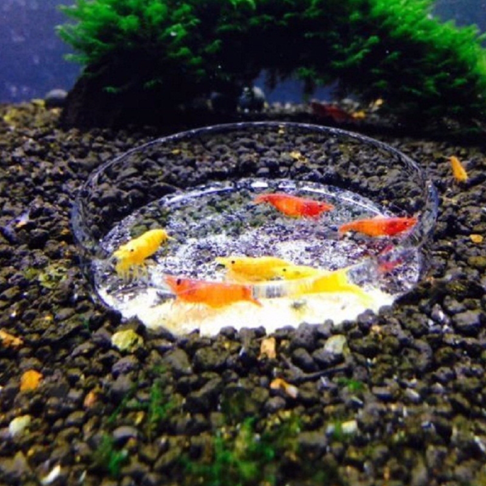 Portable Aquarium Fish Tank Clear Acrylic 65mm Shrimp Feeding Dish