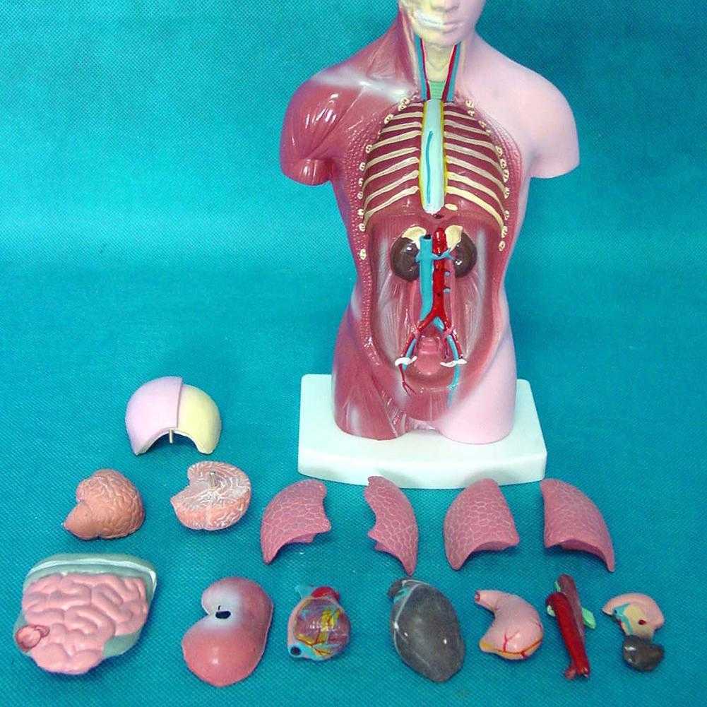 28cm Human Torso Anatomy Model Viscera Heart Brain Skeleton Model 