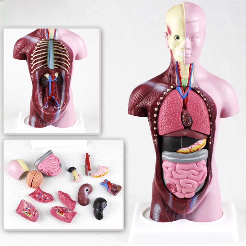 28CM Human Torso Anatomy Model Viscera Heart Brain Skeleton Model ...