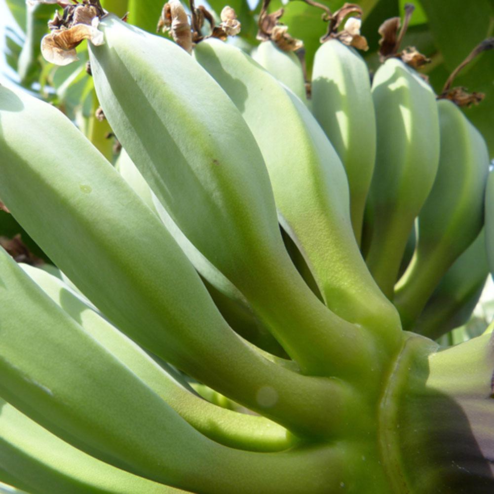 100pcs/Dwarf/Banana/Tree Seeds Mini Bonsai Plant Exotic