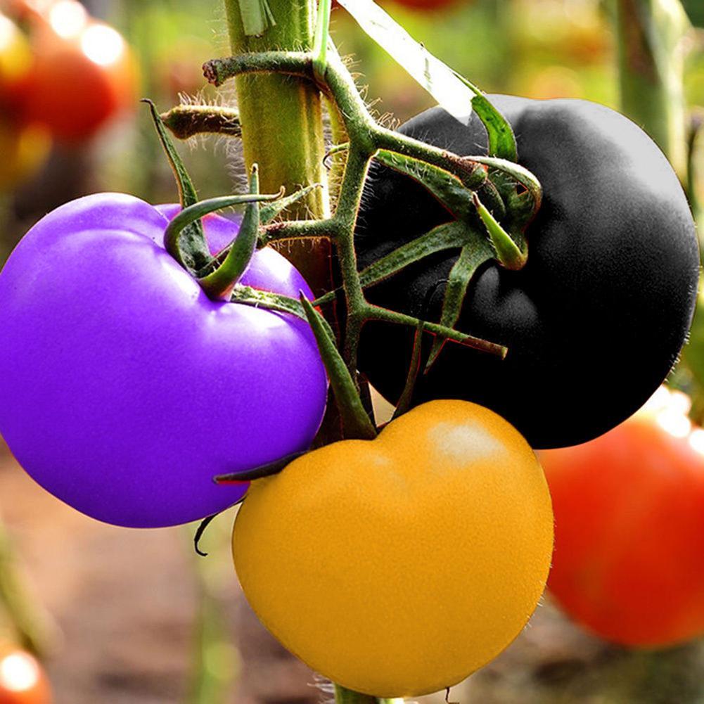 100X Neu Regenbogen-Tomate sät bunten Bonsais-organischen Gemüse-Samen-Garten~