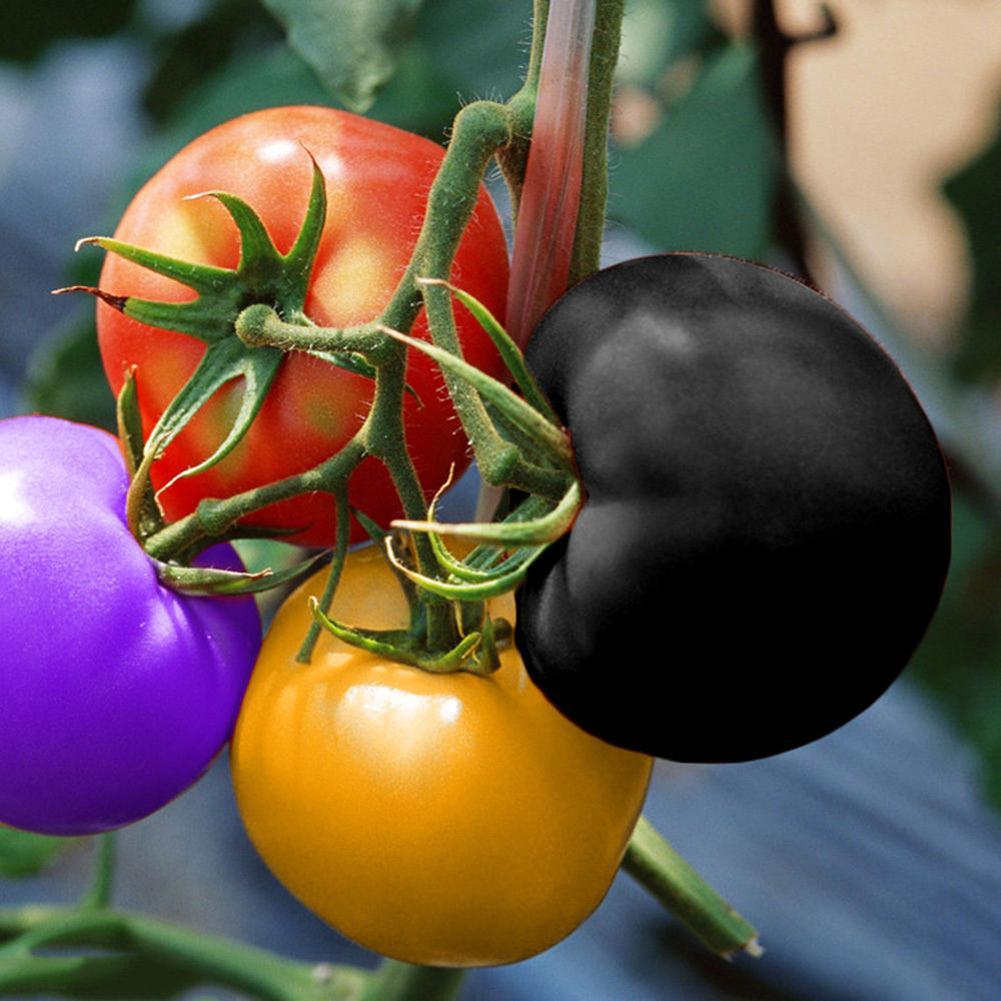 100X Neu Regenbogen-Tomate sät bunten Bonsais-organischen Gemüse-Samen-Garten~