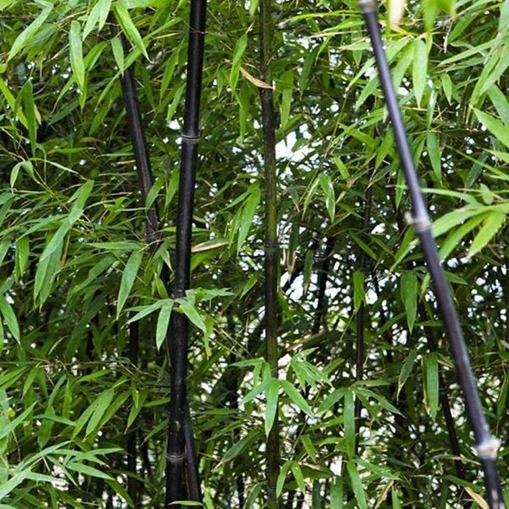100 stücke Phyllostachys Pubescens Moso Bambus Samen Gartenpflanzen Decor