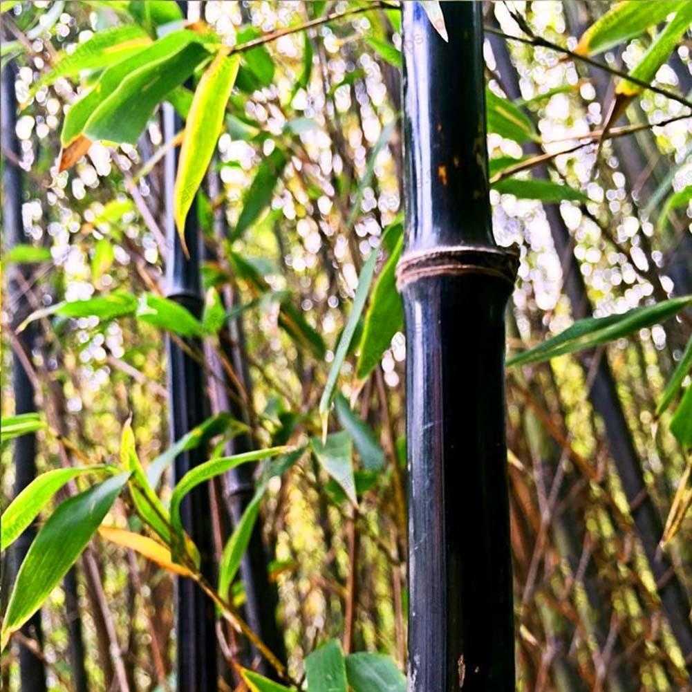 100 stücke Phyllostachys Pubescens Moso Bambus Samen Gartenpflanzen Decor
