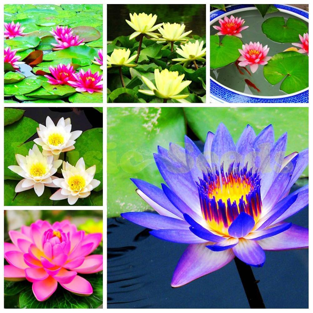 40 Pcs LOTUS FLOWER SEEDS AQUATIC PLANTS Lotus Water Lily Seeds Home ...