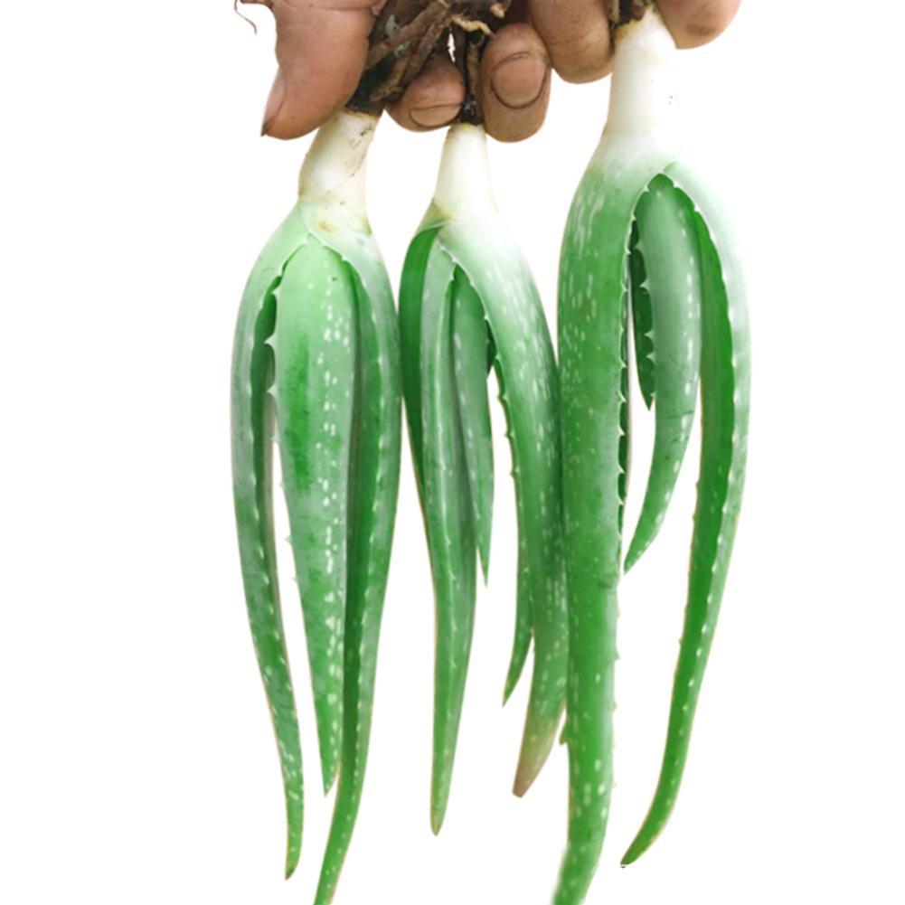 100 Seeds Aloe Vera Seeds Edible Succulent Plant Rare Herbal Medicinal Vege U8l1 Ebay 5298