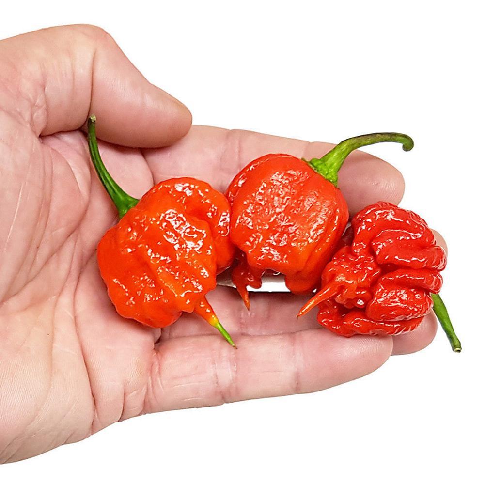 Carolina reaper записи